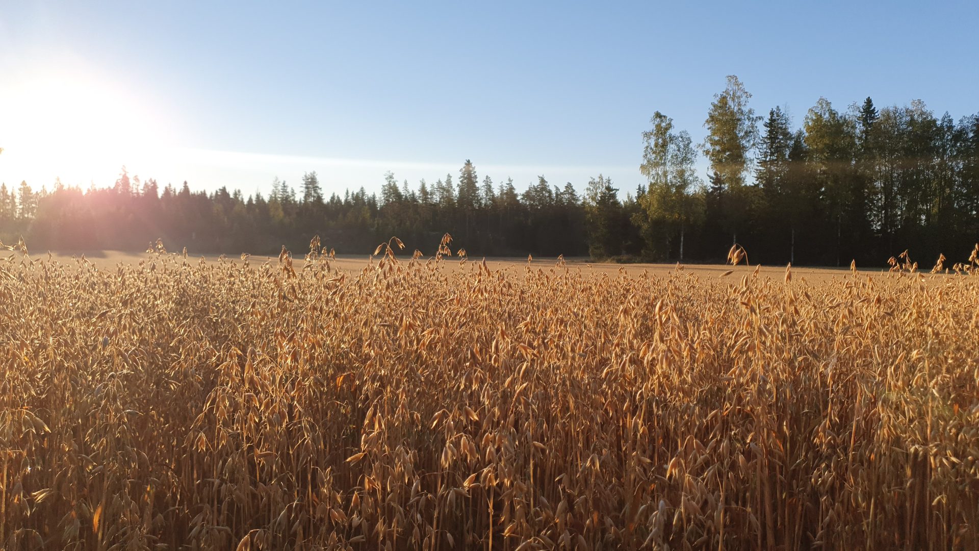 Vastuullista ruokaa - 100 % kotimainen raaka-aine